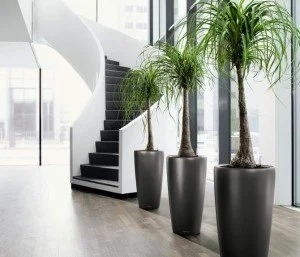 Indoor Plant Pots Melbourne.